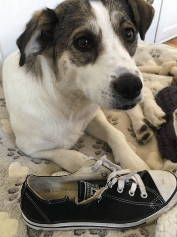 Converse Replaced These Shoes Chewed Up by Puppy